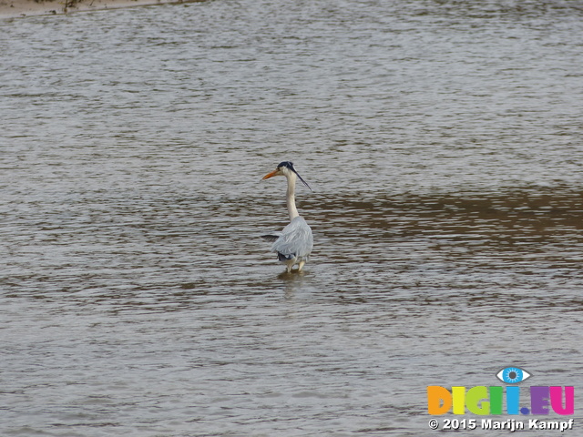 FZ012522 Grey Heron (Ardea cinerea)